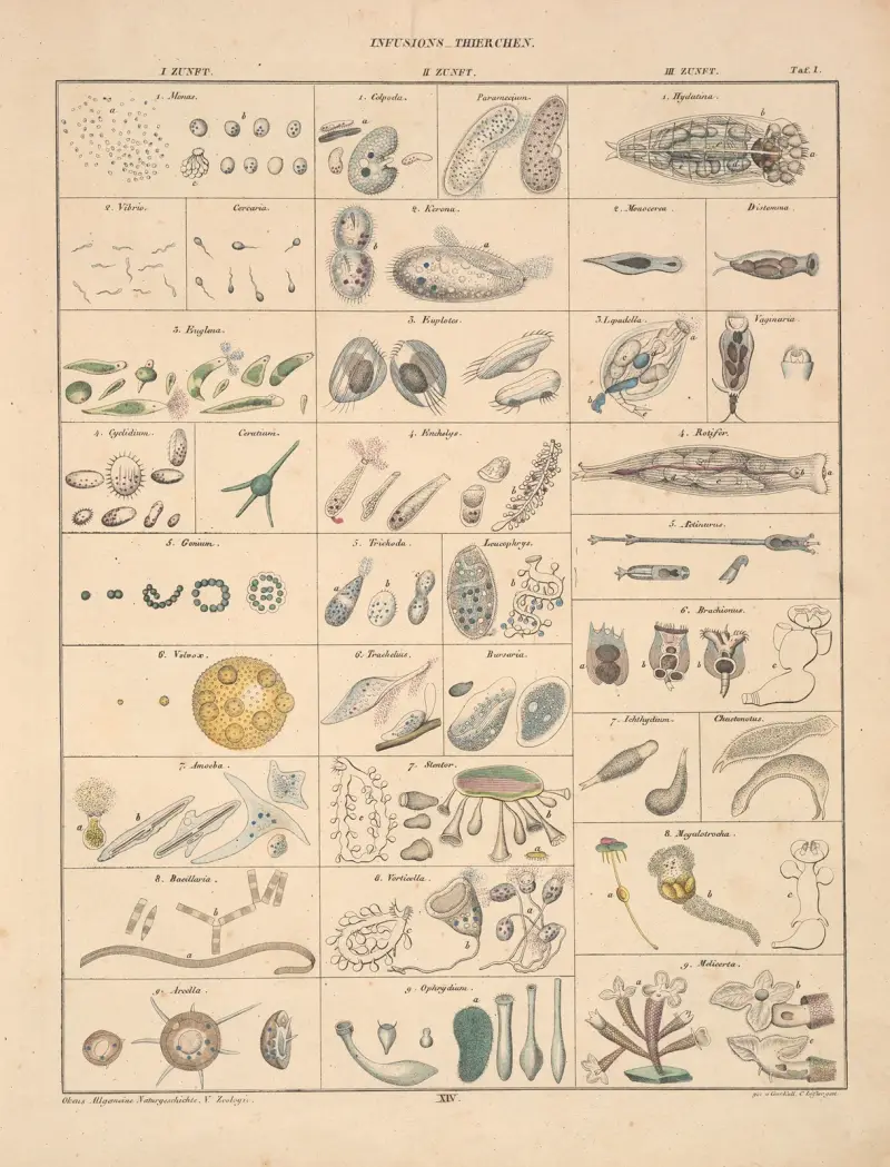 Illustrationer till Okens allmänna naturhistoria för alla stånd, plansch 60 av Lorenz Oken