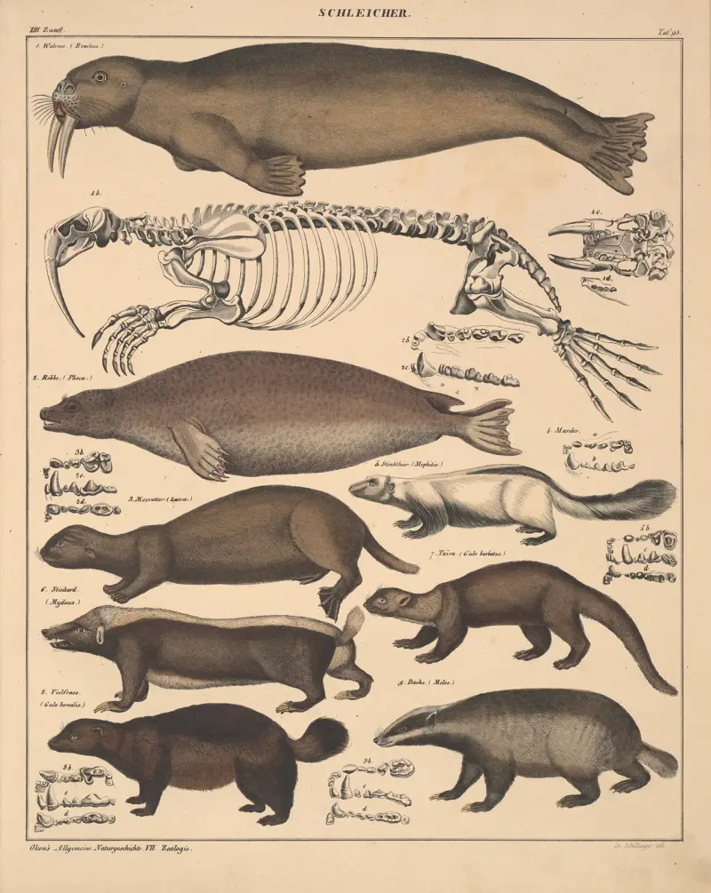 Abbildungen zu Oken’s Allgemeiner Naturgeschichte für alle Stände Pl.139 von Lorenz Oken