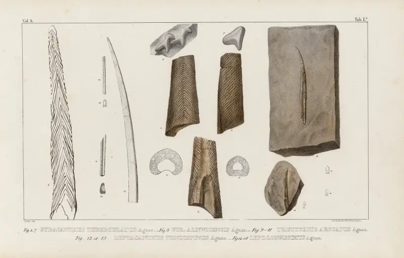 Forskning om fossila fiskar, plansch 274 av Louis Agassiz