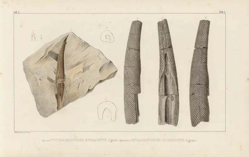 Forschungen über fossile Fische, Tafel 278 von Louis Agassiz