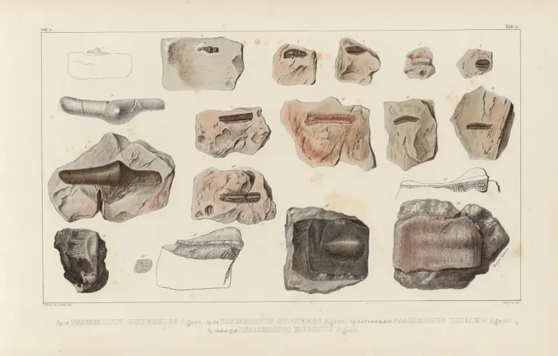 Recherches sur les poissons fossiles Pl.289 von Louis Agassiz