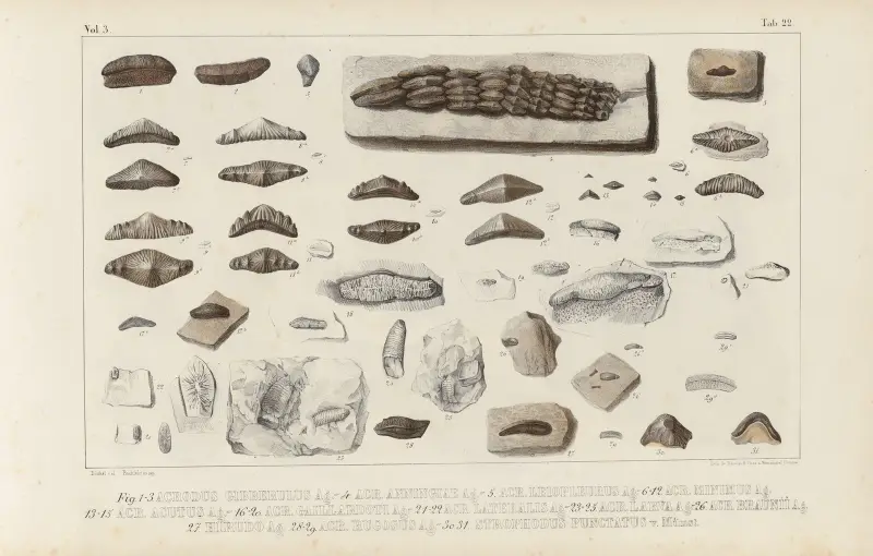 Recherches sur les poissons fossiles Pl.299 av Louis Agassiz