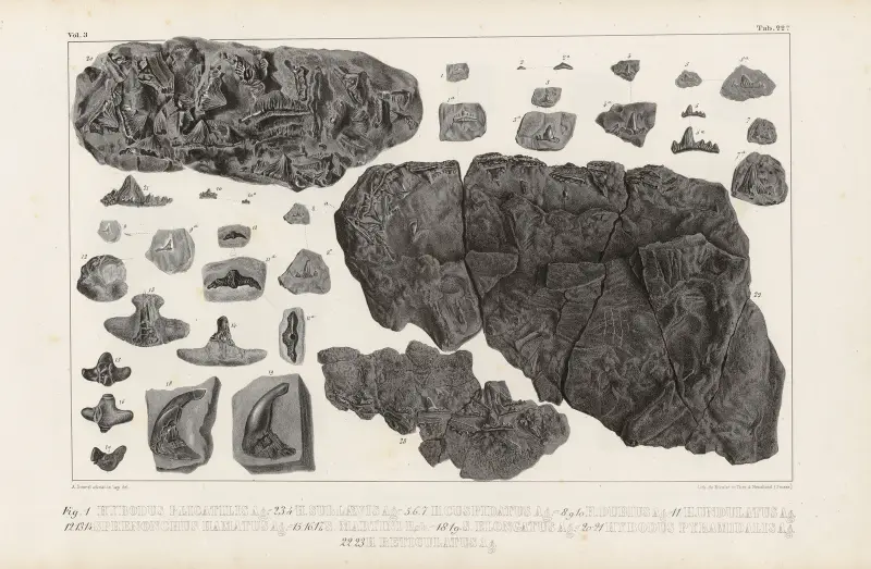 Recherches sur les poissons fossiles, Tafel 300 von Louis Agassiz