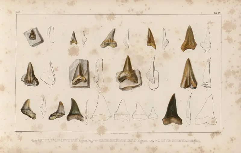 Recherches sur les poissons fossiles Pl.316 av Louis Agassiz