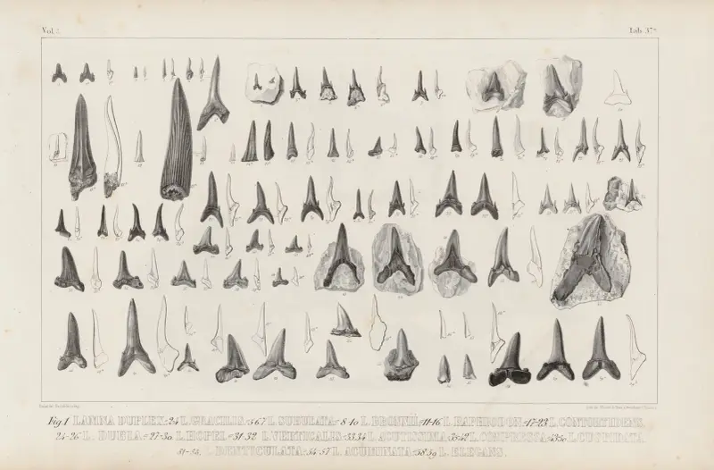 Recherches sur les poissons fossiles, Tafel 321 von Louis Agassiz