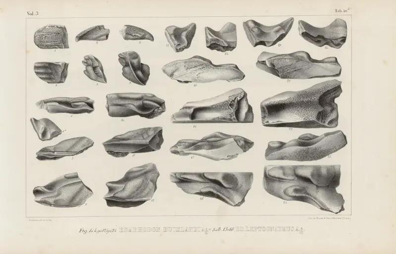 Forschungen über fossile Fische, Tafel 328 von Louis Agassiz