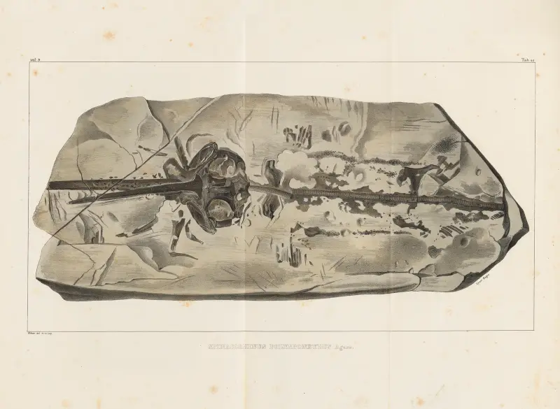Recherches sur les poissons fossiles, Tafel 330 von Louis Agassiz