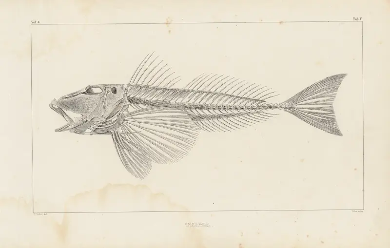 Forskning om fossila fiskar, plansch 341 av Louis Agassiz