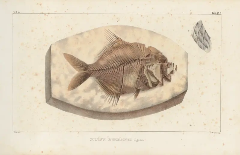 Forskning om fossila fiskar, plansch 366 av Louis Agassiz