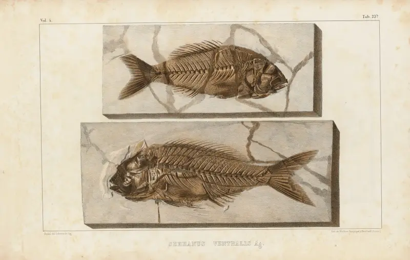 Forskning om fossila fiskar, plansch 375 av Louis Agassiz