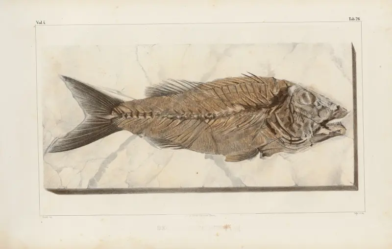 Forskning om fossila fiskar, plansch 376 av Louis Agassiz