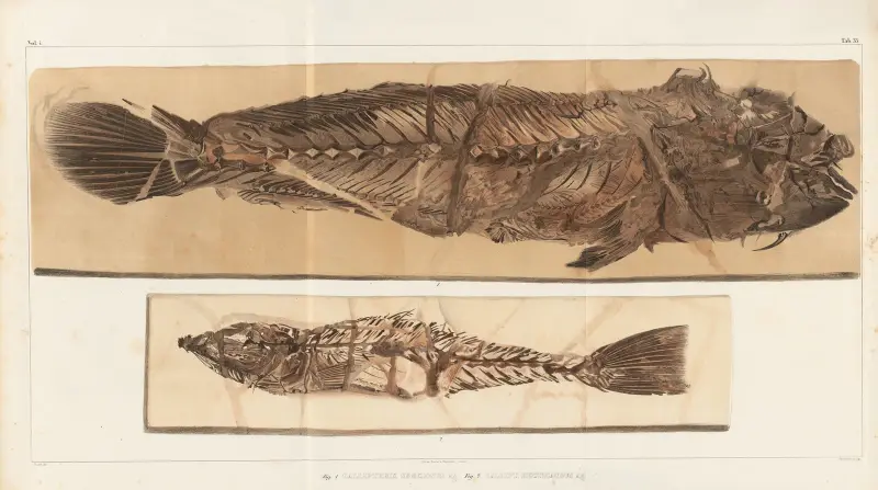 Recherches sur les poissons fossiles, Tafel 383 von Louis Agassiz