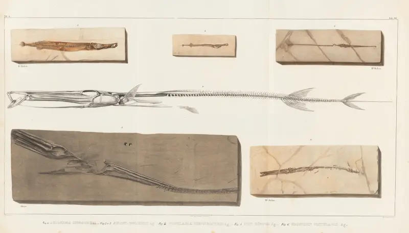 Forskning om fossila fiskar, plansch 385 av Louis Agassiz