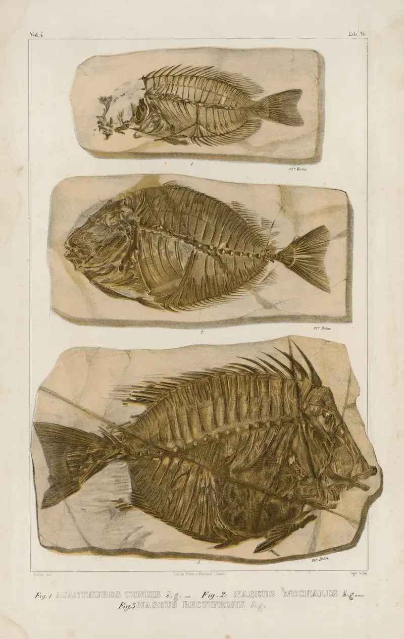 Recherches sur les poissons fossiles, Tafel 386 von Louis Agassiz
