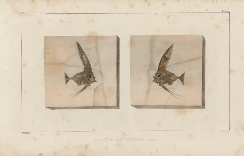 Recherches sur les poissons fossiles, Tafel 387 von Louis Agassiz