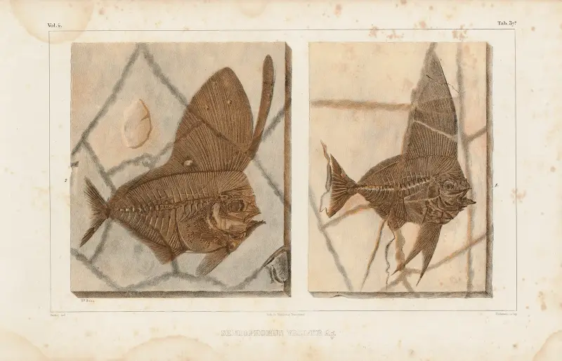 Recherches sur les poissons fossiles, Tafel 388 von Louis Agassiz