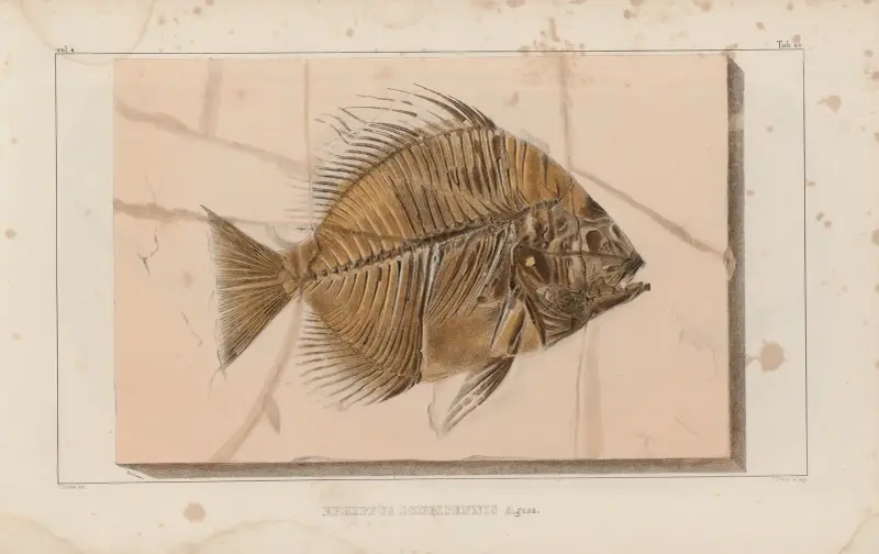 Forskning om fossila fiskar, plansch 391 av Louis Agassiz