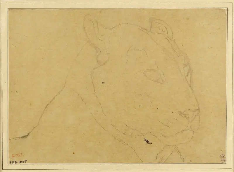 Tigerkopf von Antoine-Louis Barye