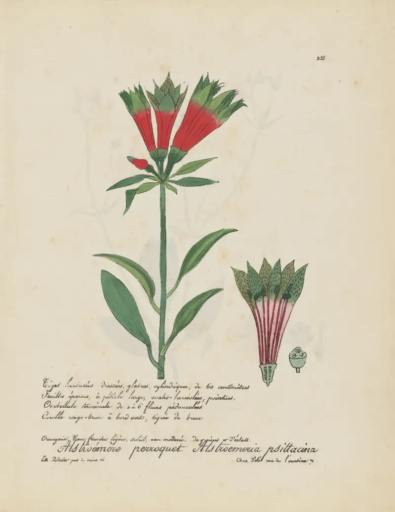 Alstroemeria psittacina von Jean Baptiste Louis Letellier