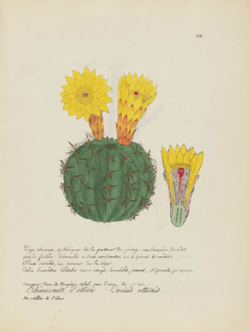 Cactus ottonis von Jean Baptiste Louis Letellier