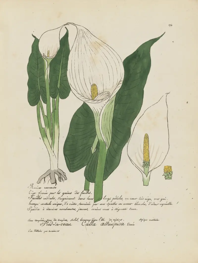 Calla aethiopica av Jean Baptiste Louis Letellier