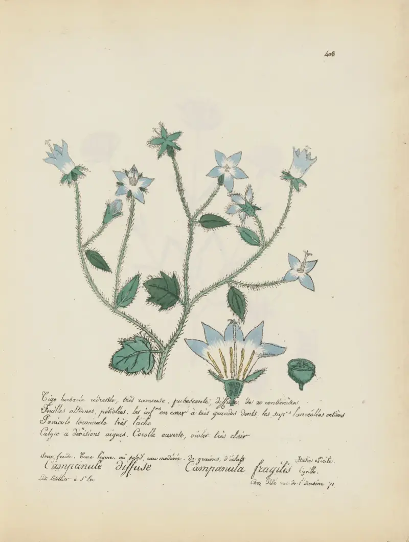 Campanula fragilis, Jean Baptiste Louis Letellier
