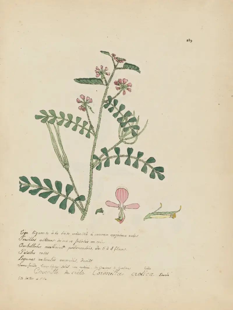 Coronilla cretica von Jean Baptiste Louis Letellier
