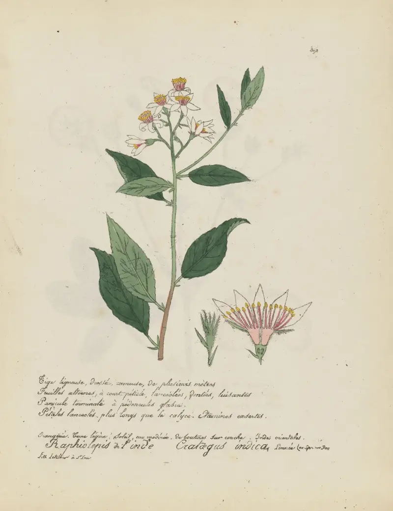 Crataegus indica, Jean Baptiste Louis Letellier