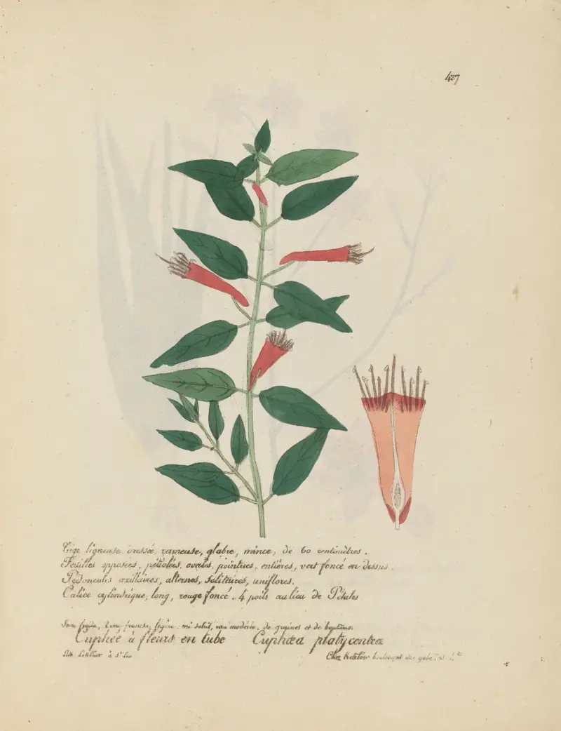 Cuphaea platycentra von Jean Baptiste Louis Letellier