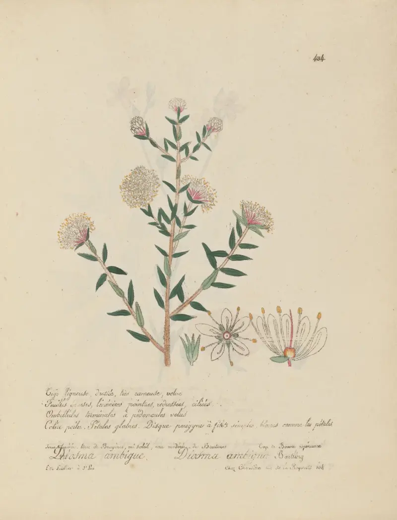 Diosma ambigua, Jean Baptiste Louis Letellier