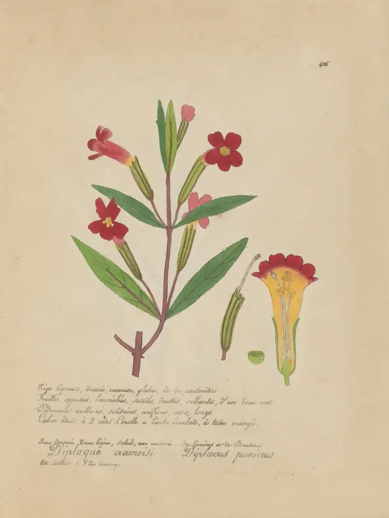 Diplacus puniceus von Jean Baptiste Louis Letellier