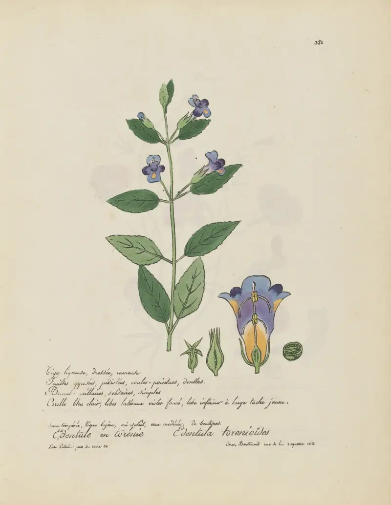 Edetnula torenioïdes av Jean Baptiste Louis Letellier