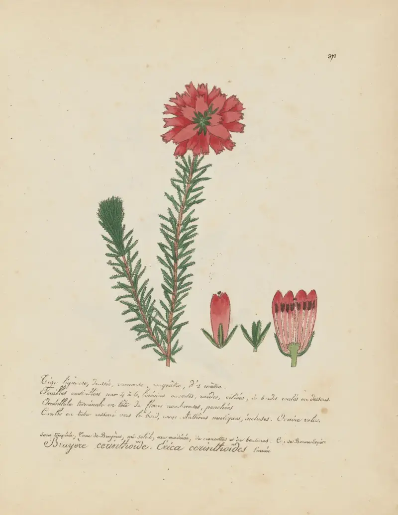 Erica cerinthoïdes av Jean Baptiste Louis Letellier