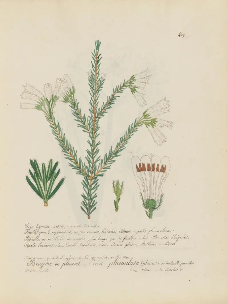 Erica plumulosa von Jean Baptiste Louis Letellier