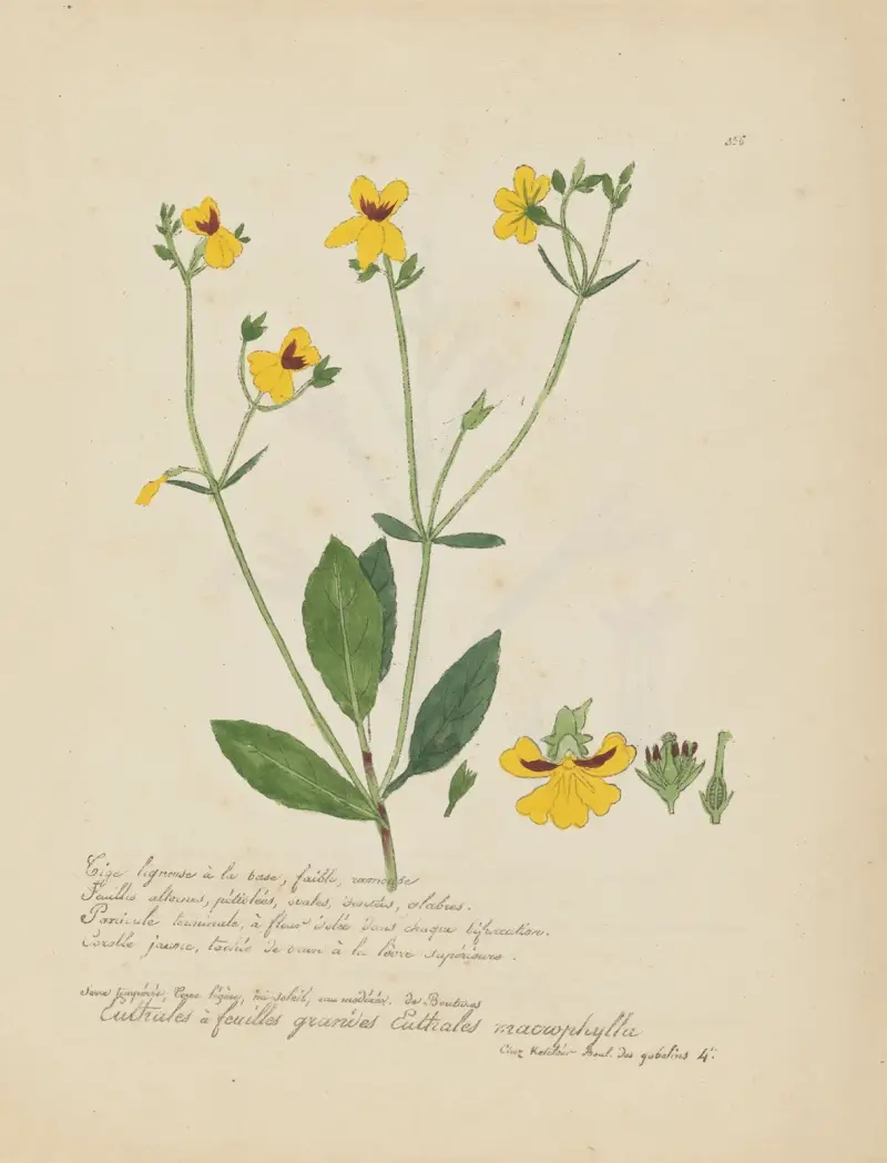 Euthales macrophylla von Jean Baptiste Louis Letellier
