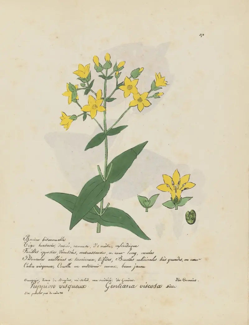 Gentiana viscosa von Jean Baptiste Louis Letellier