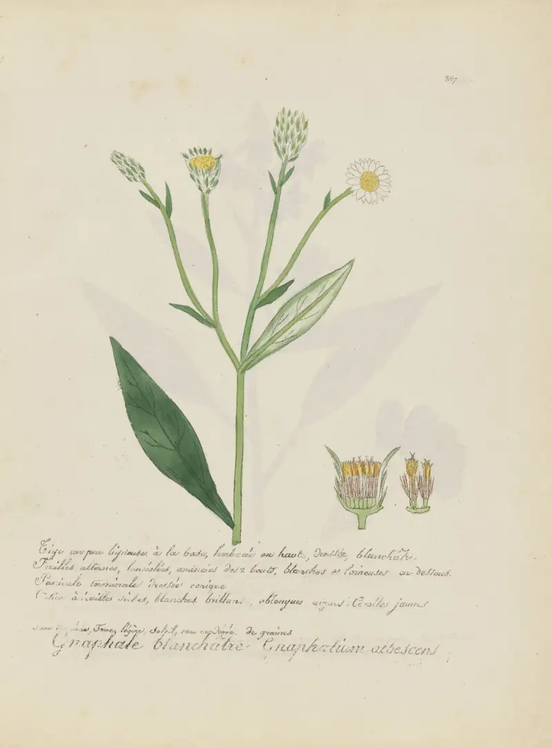 Gnaphalium albescens von Jean Baptiste Louis Letellier