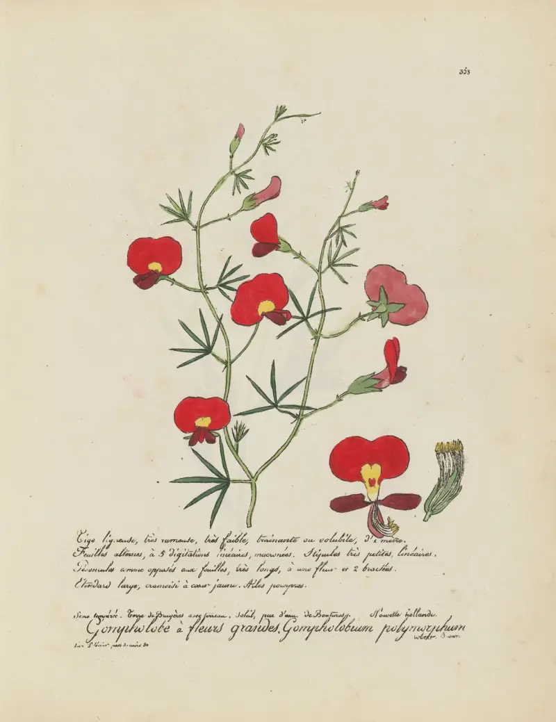 Gompholobium polymorphum, Jean Baptiste Louis Letellier
