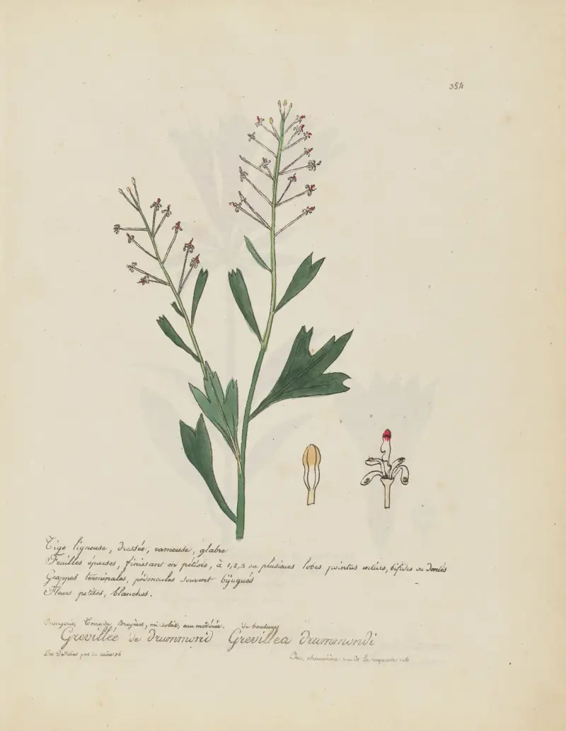 Grevillea drummondi von Jean Baptiste Louis Letellier