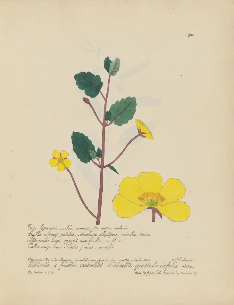 Hibbertia grossulariaefolia, Jean Baptiste Louis Letellier