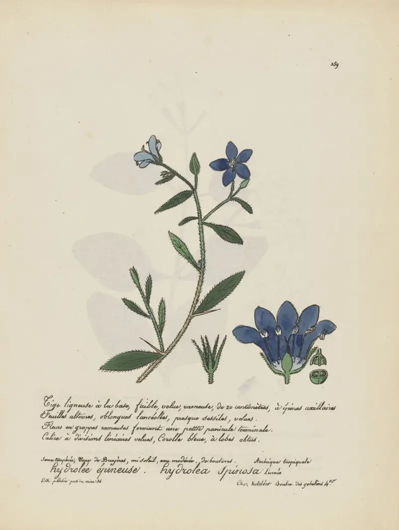 Hydrolea spinosa von Jean Baptiste Louis Letellier