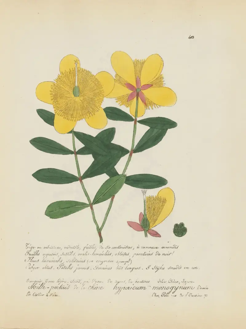 Hypericum monogynum von Jean Baptiste Louis Letellier