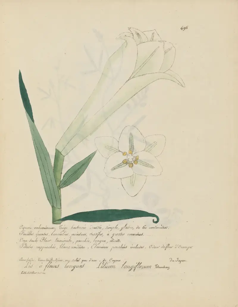 Lilium longiflorum von Jean Baptiste Louis Letellier