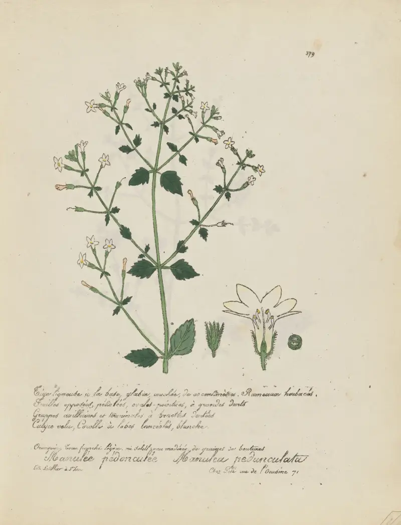 Manulea pedunculata, Jean Baptiste Louis Letellier