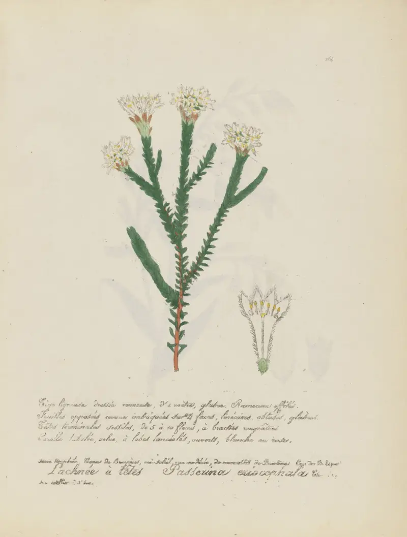 Passerina eriocephala von Jean Baptiste Louis Letellier