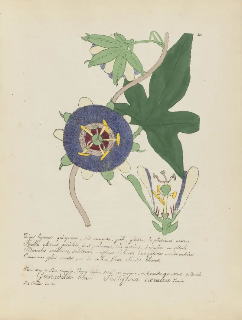 Passiflora caerulea von Jean Baptiste Louis Letellier