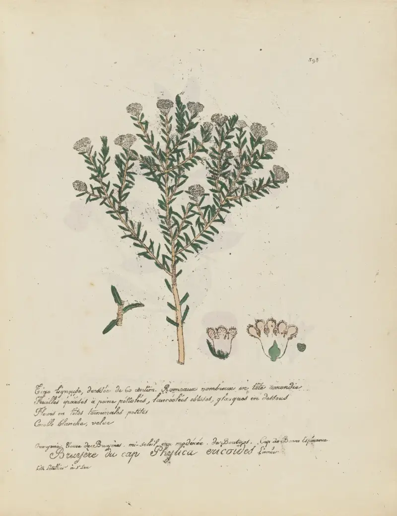 Phylica ericoides, Jean Baptiste Louis Letellier