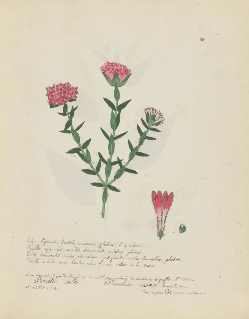 Pimelea rosea von Jean Baptiste Louis Letellier