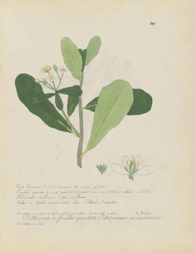 Pittosporum coriaceum, Jean Baptiste Louis Letellier