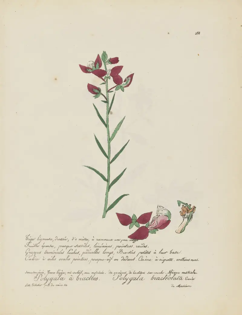 Polygala bracteolata, Jean Baptiste Louis Letellier